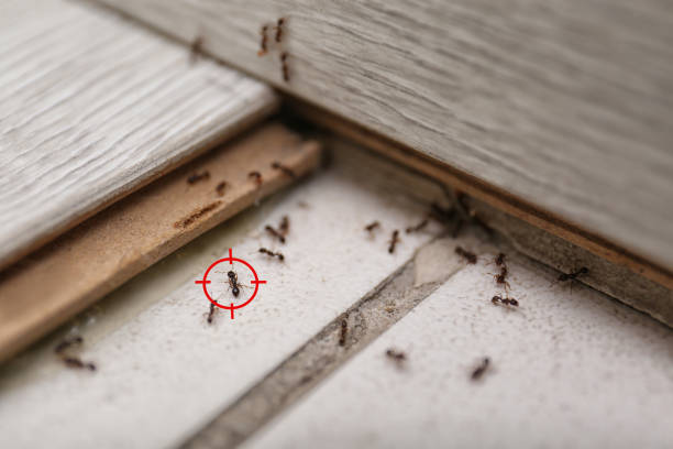 Best Pest Prevention Services  in Argentine, MI